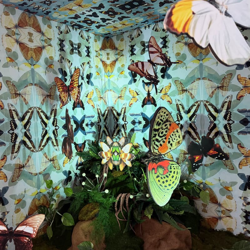 Inside Rorschach Butterflies: photographic butterflies on patterned walls above ferns and flowers.